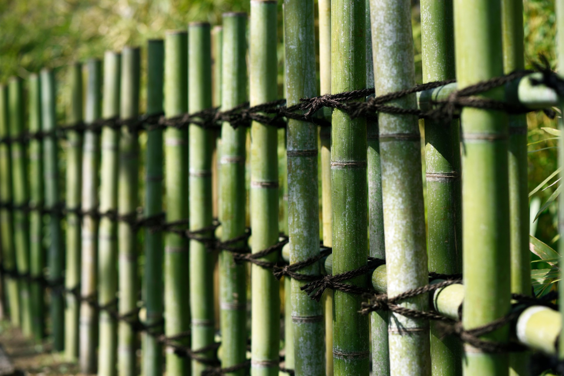 Bamboo Fence with shallow depth f field
