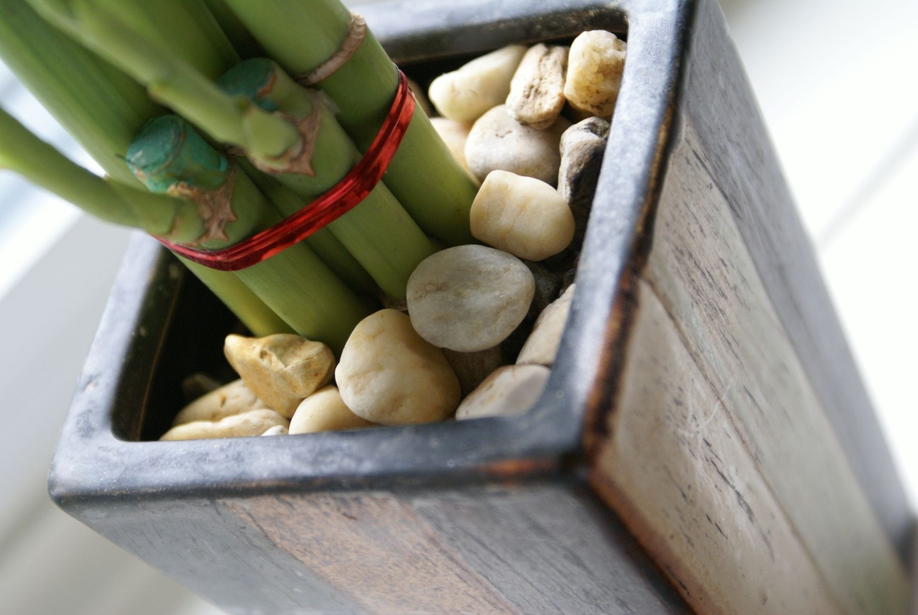 Lucky Bamboo